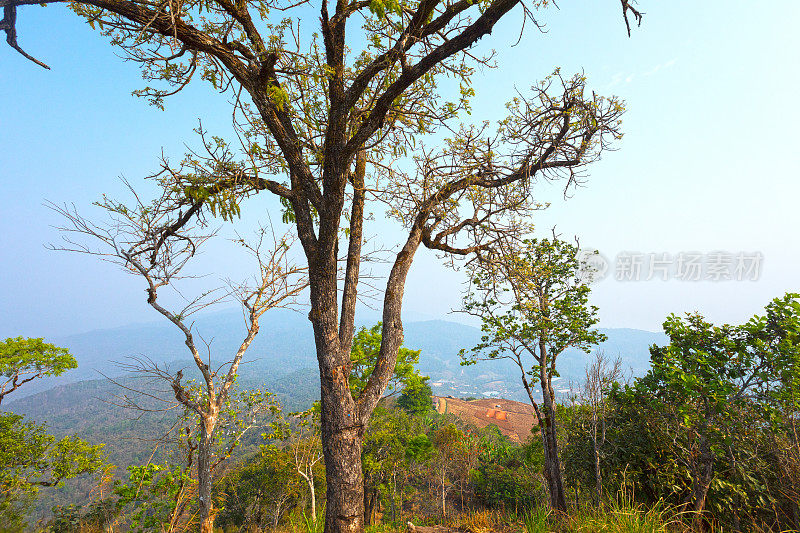 树木和全景从山Doi Dong Sam Muen在清迈